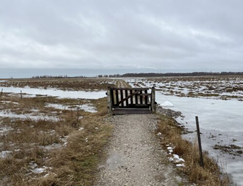 Amager rundt – Amarminoen