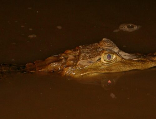 Amazonas