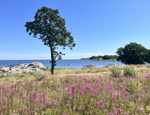 Dag 5: Gudhjem – Svaneke (ca. 18 km)