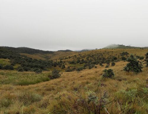 Vandring ved verdens ende – Horton Plains National Park
