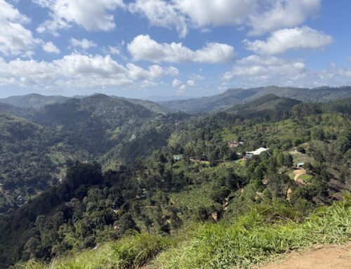 Togtur til Ella, Nine Arch Bridge og Little Adam’s Peak