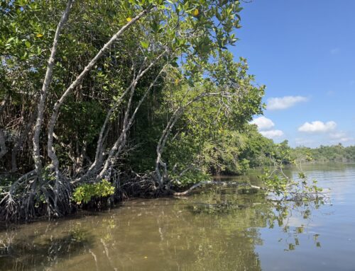 Bådtur i mangroven – dyreliv, flagermus og lokal mad